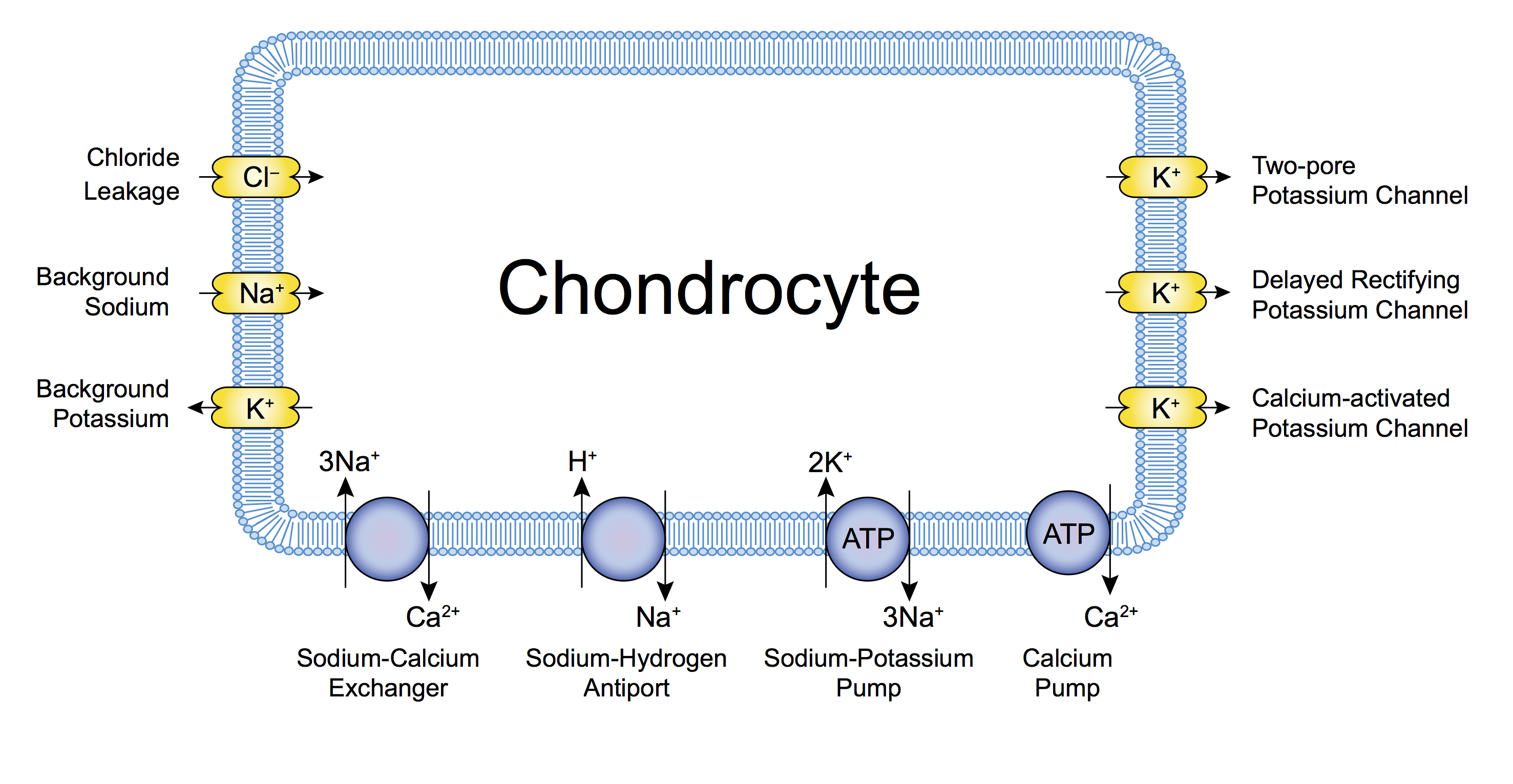 A schematic of the ion channels in a single chondrocyte.